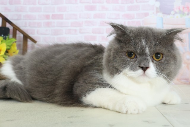佐賀県のスコティッシュフォールド (Coo&RIKU佐賀神埼店/2025年8月15日生まれ/女の子/ブルーホワイト)の子猫の2枚目の画像
