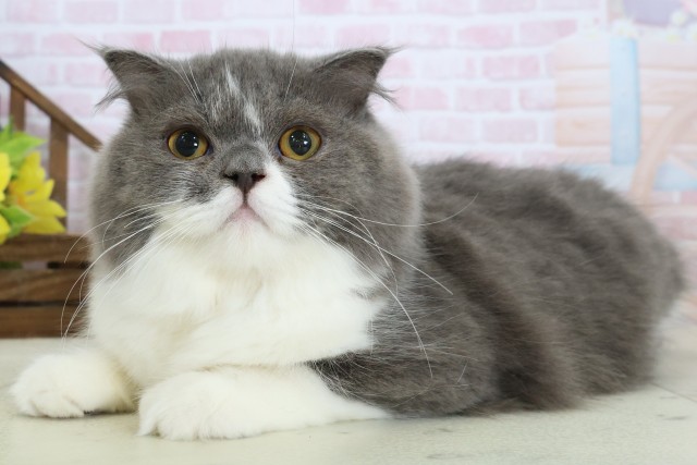 佐賀県のスコティッシュフォールド (Coo&RIKU佐賀神埼店/2025年8月15日生まれ/女の子/ブルーホワイト)の子猫の3枚目の画像