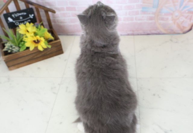 佐賀県のスコティッシュフォールド (Coo&RIKU佐賀神埼店/2025年8月15日生まれ/女の子/ブルーホワイト)の子猫の4枚目の画像