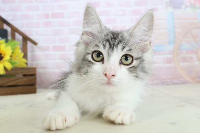 福岡県のノルウェージャンフォレストキャット (Coo&RIKU黒崎店/2025年12月24日生まれ/男の子/シルバータビーホワイト)の子猫の1枚目の画像