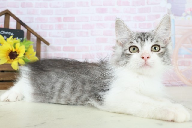 福岡県のノルウェージャンフォレストキャット (Coo&RIKU黒崎店/2025年12月24日生まれ/男の子/シルバータビーホワイト)の子猫の2枚目の画像