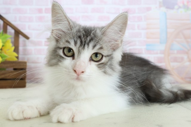 福岡県のノルウェージャンフォレストキャット (Coo&RIKU黒崎店/2025年12月24日生まれ/男の子/シルバータビーホワイト)の子猫の3枚目の画像