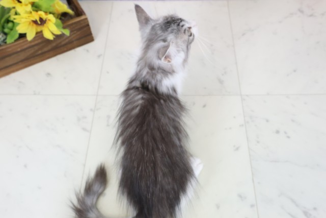 福岡県のノルウェージャンフォレストキャット (Coo&RIKU黒崎店/2025年12月24日生まれ/男の子/シルバータビーホワイト)の子猫の4枚目の画像