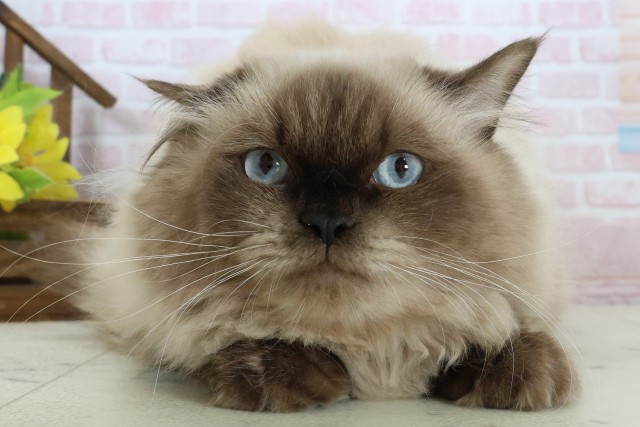 鹿児島県のヒマラヤン (Coo&RIKU鹿屋店/2025年7月31日生まれ/男の子/シールポイント)の子猫の1枚目の画像