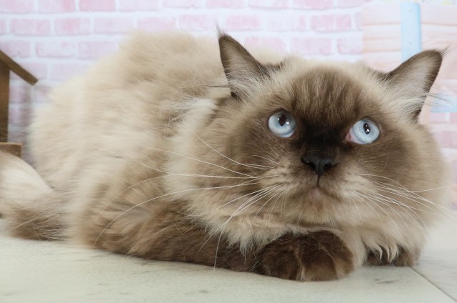 鹿児島県のヒマラヤン (Coo&RIKU鹿屋店/2025年7月31日生まれ/男の子/シールポイント)の子猫の2枚目の画像