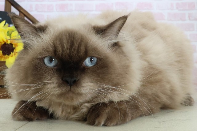 鹿児島県のヒマラヤン (Coo&RIKU鹿屋店/2025年7月31日生まれ/男の子/シールポイント)の子猫の3枚目の画像