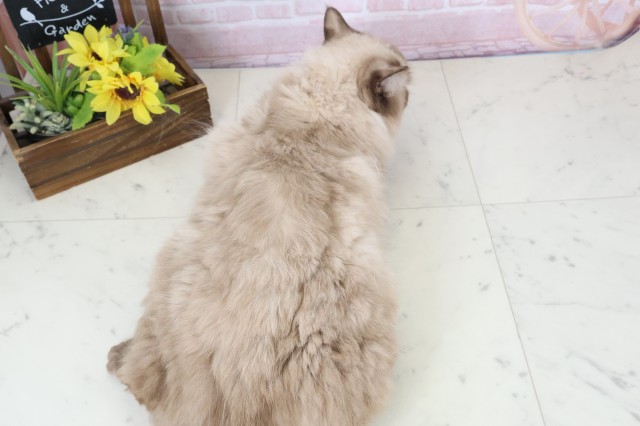 鹿児島県のヒマラヤン (Coo&RIKU鹿屋店/2025年7月31日生まれ/男の子/シールポイント)の子猫の4枚目の画像