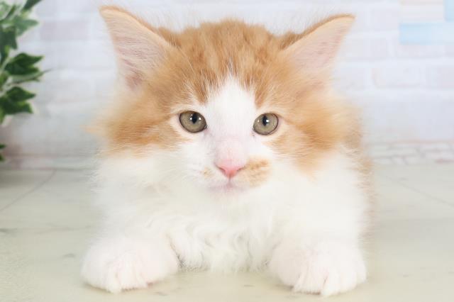 福岡県のメインクーン (Coo&RIKU黒崎店/2026年2月12日生まれ/男の子/レッドタビーホワイト)の子猫の1枚目の画像