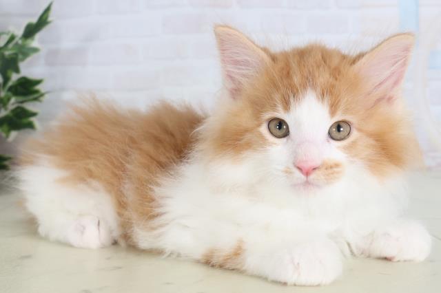 福岡県のメインクーン (Coo&RIKU黒崎店/2026年2月12日生まれ/男の子/レッドタビーホワイト)の子猫の2枚目の画像