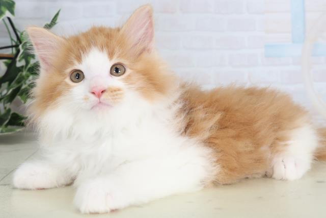 福岡県のメインクーン (Coo&RIKU黒崎店/2026年2月12日生まれ/男の子/レッドタビーホワイト)の子猫の3枚目の画像