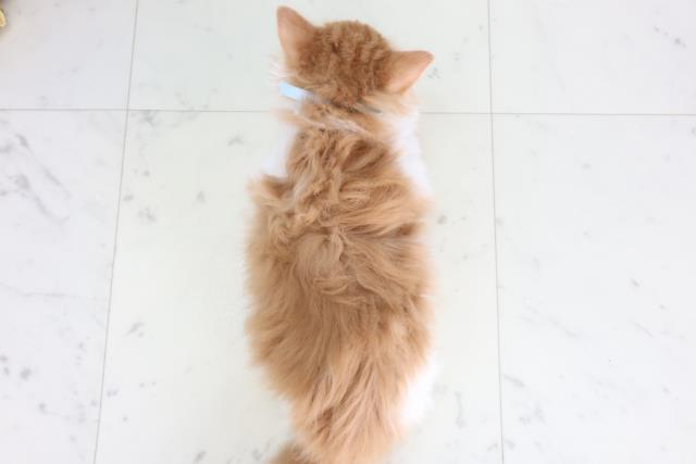 福岡県のメインクーン (Coo&RIKU黒崎店/2026年2月12日生まれ/男の子/レッドタビーホワイト)の子猫の4枚目の画像