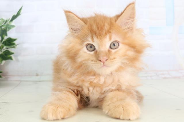 福岡県のメインクーン (Coo&RIKUフォレストシティ春日店/2026年2月12日生まれ/男の子/レッドタビー)の子猫の1枚目の画像