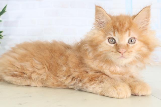 福岡県のメインクーン (Coo&RIKUフォレストシティ春日店/2026年2月12日生まれ/男の子/レッドタビー)の子猫の2枚目の画像