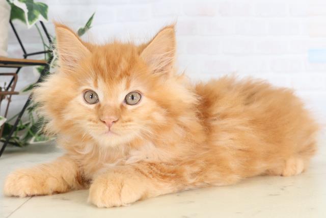 福岡県のメインクーン (Coo&RIKUフォレストシティ春日店/2026年2月12日生まれ/男の子/レッドタビー)の子猫の3枚目の画像