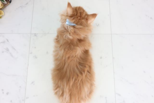 福岡県のメインクーン (Coo&RIKUフォレストシティ春日店/2026年2月12日生まれ/男の子/レッドタビー)の子猫の4枚目の画像