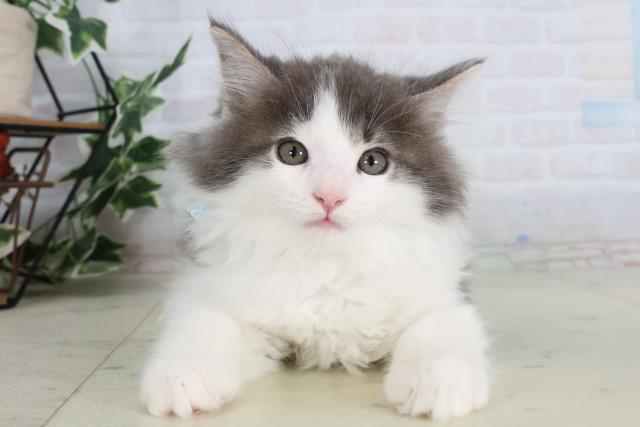 福岡県のメインクーン (Coo&RIKUゆめタウン飯塚店/2026年2月12日生まれ/男の子/ブルーホワイト)の子猫の1枚目の画像