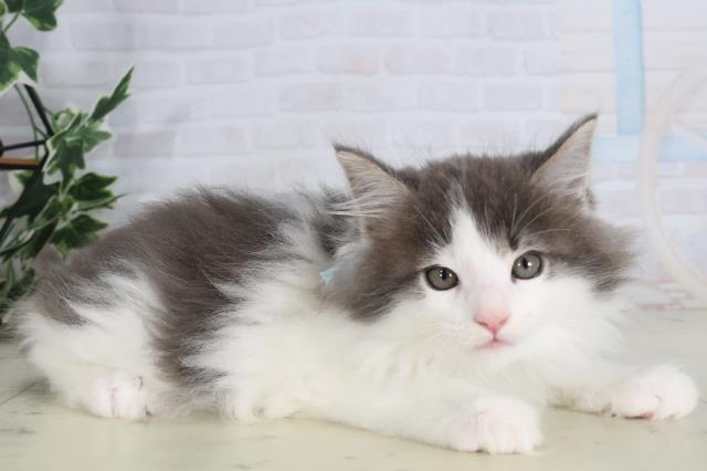 福岡県のメインクーン (Coo&RIKUゆめタウン飯塚店/2026年2月12日生まれ/男の子/ブルーホワイト)の子猫の2枚目の画像