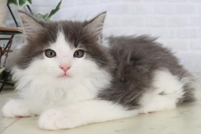 福岡県のメインクーン (Coo&RIKUゆめタウン飯塚店/2026年2月12日生まれ/男の子/ブルーホワイト)の子猫の3枚目の画像