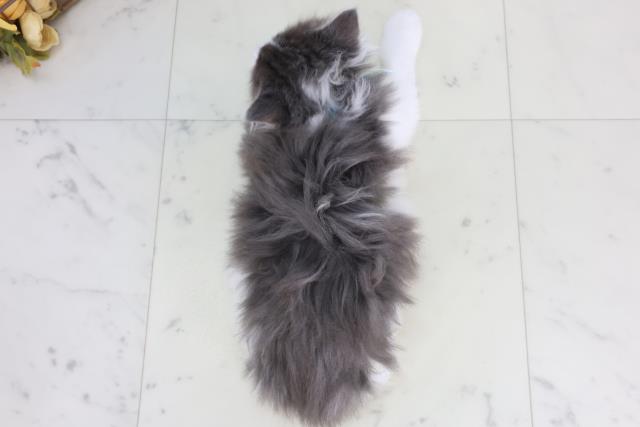 福岡県のメインクーン (Coo&RIKUゆめタウン飯塚店/2026年2月12日生まれ/男の子/ブルーホワイト)の子猫の4枚目の画像