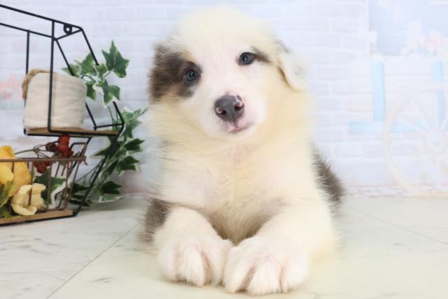 福岡県のボーダーコリー (Coo&RIKUフォレストシティ春日店/2026年2月12日生まれ/女の子/ブルーホワイトタン)の子犬の1枚目の画像