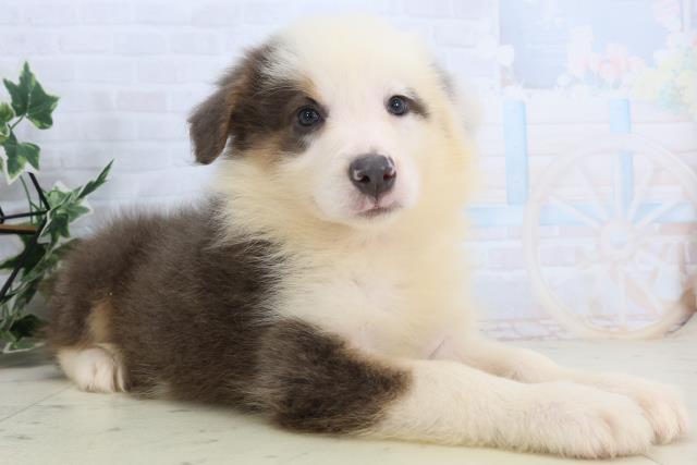 福岡県のボーダーコリー (Coo&RIKUフォレストシティ春日店/2026年2月12日生まれ/女の子/ブルーホワイトタン)の子犬の2枚目の画像