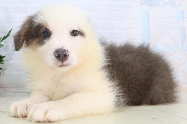 福岡県のボーダーコリー (Coo&RIKUフォレストシティ春日店/2026年2月12日生まれ/女の子/ブルーホワイトタン)の子犬の3枚目の画像