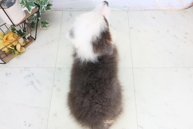 福岡県のボーダーコリー (Coo&RIKUフォレストシティ春日店/2026年2月12日生まれ/女の子/ブルーホワイトタン)の子犬の4枚目の画像