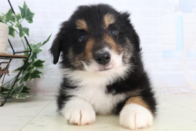 鹿児島県のボーダーコリー (Coo&RIKU鹿児島店/2026年2月10日生まれ/男の子/トライカラー)の子犬の1枚目の画像