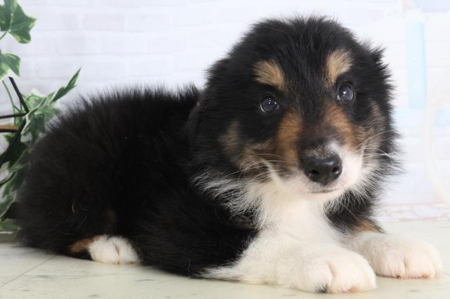 鹿児島県のボーダーコリー (Coo&RIKU鹿児島店/2026年2月10日生まれ/男の子/トライカラー)の子犬の2枚目の画像