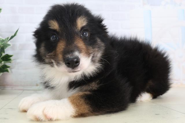 鹿児島県のボーダーコリー (Coo&RIKU鹿児島店/2026年2月10日生まれ/男の子/トライカラー)の子犬の3枚目の画像