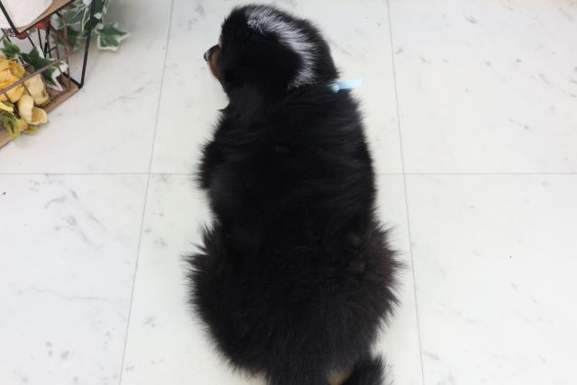 鹿児島県のボーダーコリー (Coo&RIKU鹿児島店/2026年2月10日生まれ/男の子/トライカラー)の子犬の4枚目の画像