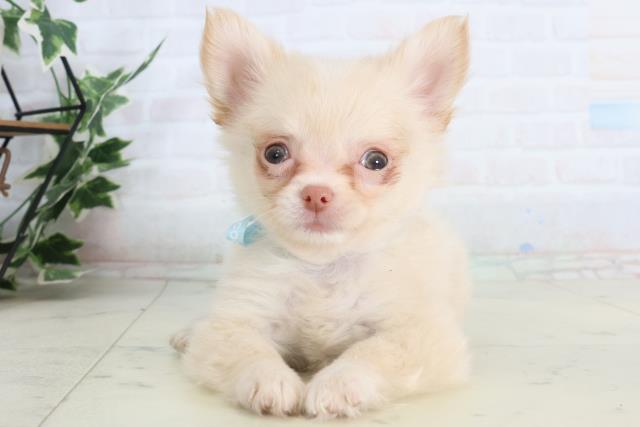 チワワ（ロングコート）