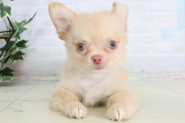 チワワ（ロングコート）