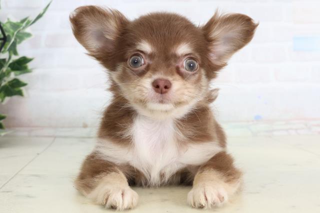 福岡県のチワワ(ロング) (Coo&RIKU久留米店/2026年2月11日生まれ/女の子/チョコレートタンホワイト)の子犬の1枚目の画像