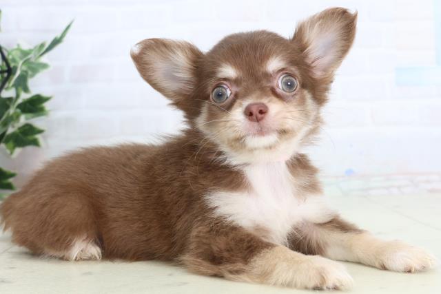 福岡県のチワワ(ロング) (Coo&RIKU久留米店/2026年2月11日生まれ/女の子/チョコレートタンホワイト)の子犬の2枚目の画像