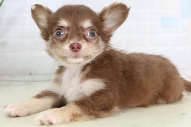 福岡県のチワワ(ロング) (Coo&RIKU久留米店/2026年2月11日生まれ/女の子/チョコレートタンホワイト)の子犬の3枚目の画像