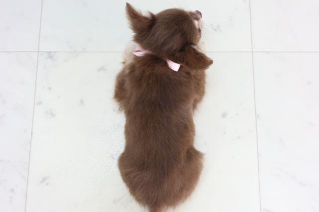 福岡県のチワワ(ロング) (Coo&RIKU久留米店/2026年2月11日生まれ/女の子/チョコレートタンホワイト)の子犬の4枚目の画像