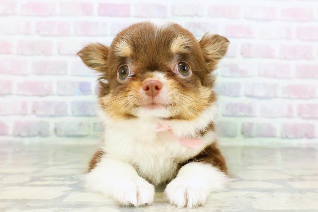 チワワ（ロングコート）