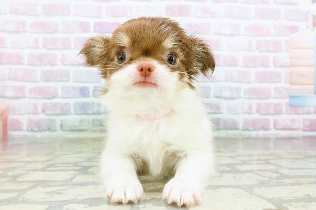 チワワ（ロングコート）