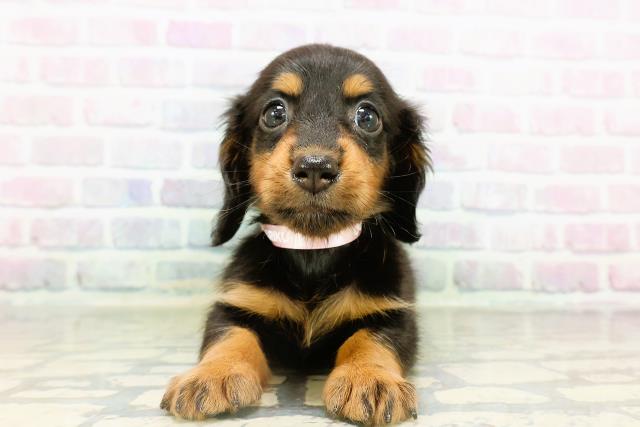 東京都のカニンヘンダックスフンド(ロング) (Coo&RIKU中野サンモール店/2026年2月17日生まれ/女の子/ブラックタン)の子犬の1枚目の画像