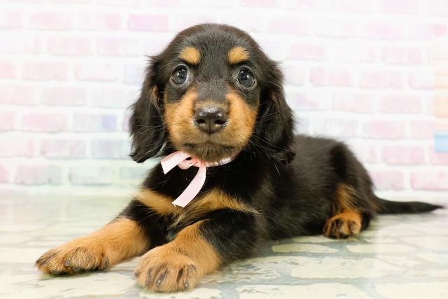 東京都のカニンヘンダックスフンド(ロング) (Coo&RIKU中野サンモール店/2026年2月17日生まれ/女の子/ブラックタン)の子犬の2枚目の画像