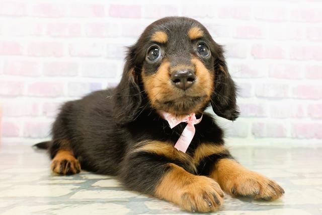 東京都のカニンヘンダックスフンド(ロング) (Coo&RIKU中野サンモール店/2026年2月17日生まれ/女の子/ブラックタン)の子犬の3枚目の画像