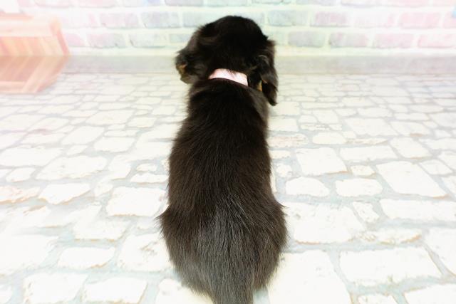 東京都のカニンヘンダックスフンド(ロング) (Coo&RIKU中野サンモール店/2026年2月17日生まれ/女の子/ブラックタン)の子犬の4枚目の画像