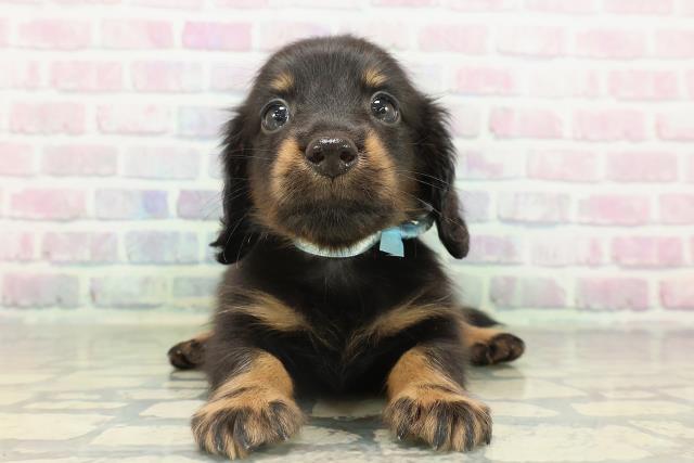 福島県のカニンヘンダックスフンド(ロング) (Coo&RIKU郡山店/2026年2月17日生まれ/男の子/ブラックタン)の子犬