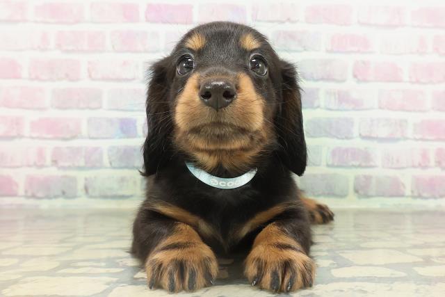 群馬県のカニンヘンダックスフンド(ロング) (Coo&RIKU前橋店/2026年2月17日生まれ/男の子/ブラックタン)の子犬の1枚目の画像