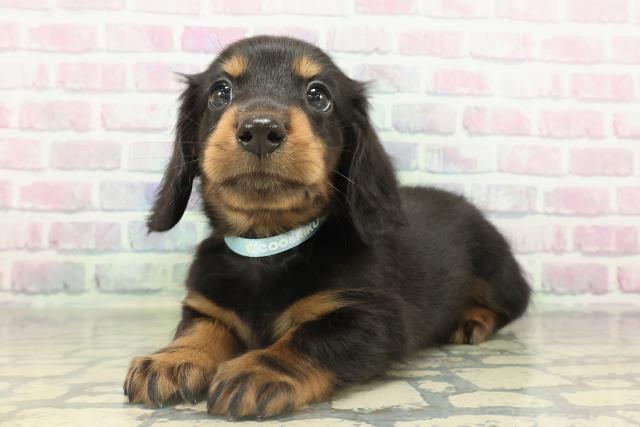 群馬県のカニンヘンダックスフンド(ロング) (Coo&RIKU前橋店/2026年2月17日生まれ/男の子/ブラックタン)の子犬の2枚目の画像