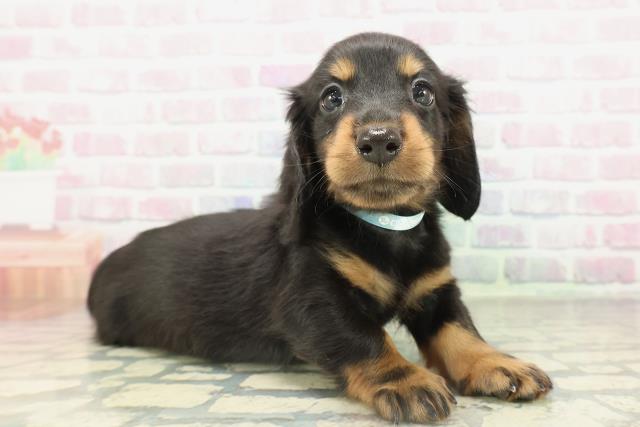 群馬県のカニンヘンダックスフンド(ロング) (Coo&RIKU前橋店/2026年2月17日生まれ/男の子/ブラックタン)の子犬の3枚目の画像