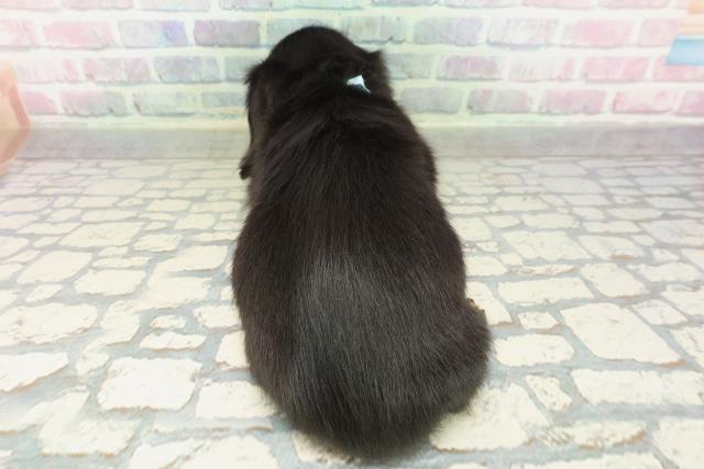 群馬県のカニンヘンダックスフンド(ロング) (Coo&RIKU前橋店/2026年2月17日生まれ/男の子/ブラックタン)の子犬の4枚目の画像