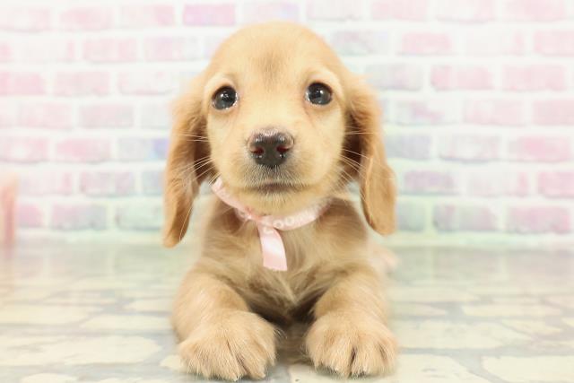 カニンヘンダックスフンド