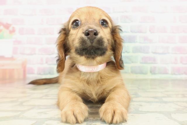 カニンヘンダックスフンド